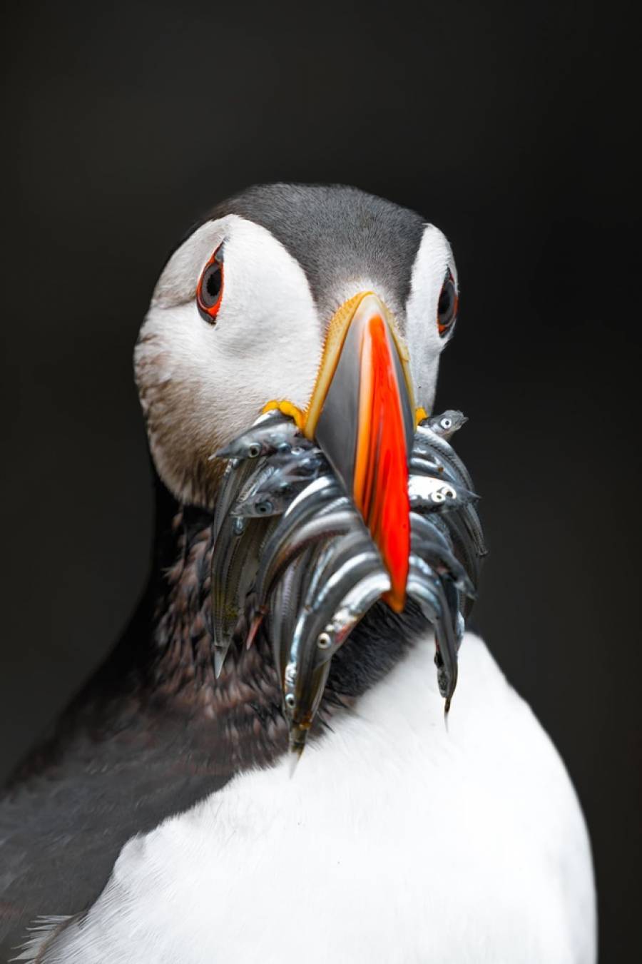 His Majesty the Puffin - Hvalnes, Iceland